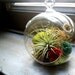 Mini Hanging Air Plant Terrarium with Painted Balsa Wood Flowers (4 inch diameter)