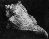 Illustrative Seashell Print no. 3