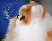 Persian Cat Photo Animal Photography Cute Orange & White Kitty Picture 8x8 Wall Art Print Whiskerlicious