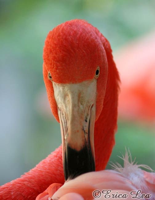 Pink Flamingo Photo Bird Photography Nature Home Decor 5x7 Wall Art Print - NatureVisionsToo