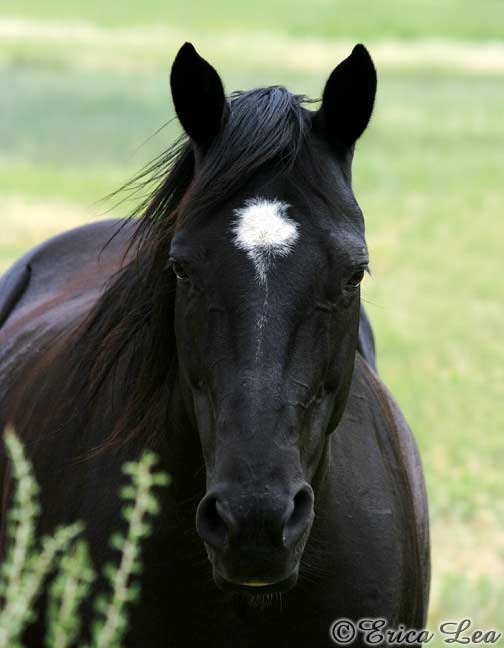 Black Quarter Horse Photo Western Decor Animal Photography 8x10 Fine Art Print