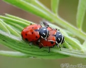 Cute Ladybug Photo, nature photography, mating lady bugs, 5x7 fine art print, Ladybug Love