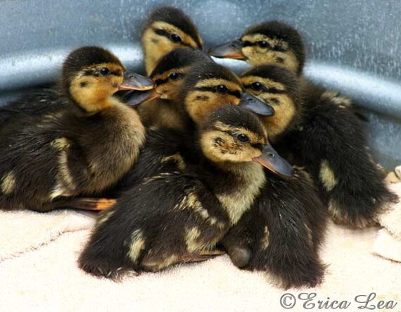 Baby Ducks Photo Nursery Wall Art Decor Farm Animal Photography 11x14 Print