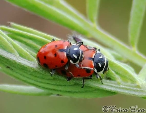 Cute Ladybug Photo, nature photography, mating lady bugs, 5x7 fine art print, Ladybug Love