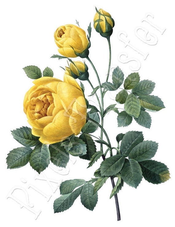 Digital Clipart ROSE large Digital Image in color, vintage YELLOW rose illustration REDOUTE 019