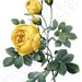 Digital Clipart ROSE large Digital Image in color, vintage YELLOW rose illustration REDOUTE 019