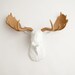 Faux Taxidermied - The Adolpho - White w/ Tan Antlers Resin Moose Head- Moose Resin White Faux Taxidermy- Chic & Trendy