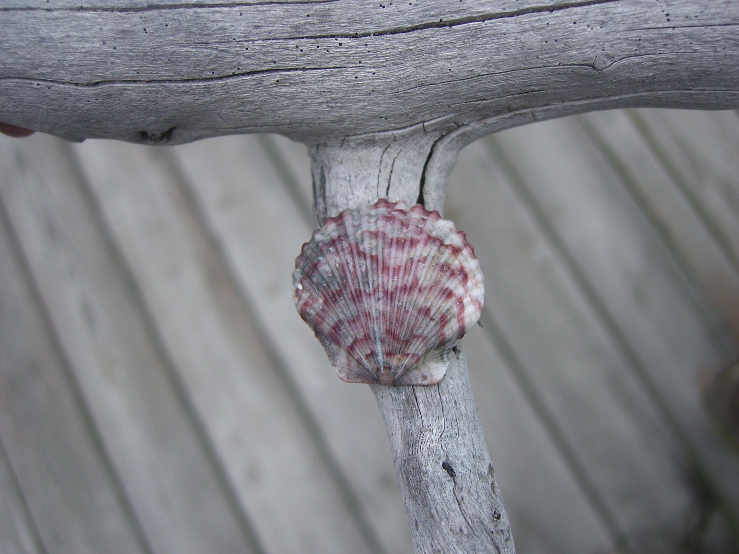 Maroon, Gray, and White Scallop Sea Shell Ring