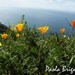 Spring Photography Big Sur Orange Flowers, Floral, Green, Ocean, Wall Art, Nursery Art, 8x10
