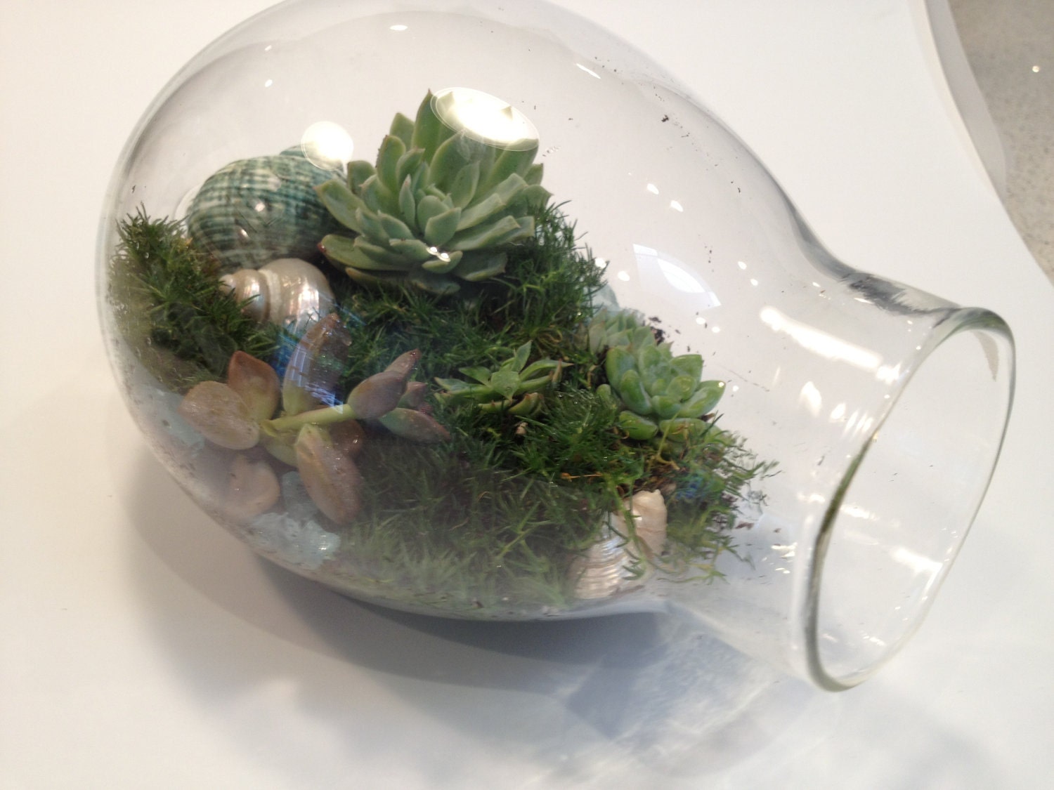Hand Blown Glass Succulent Terrarium Garden