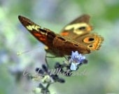 Bold Butterfly Amid Pastel Lavender Blue and Green Garden, Brown and Orange Wings, Nature Photograph