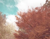 8 x 12 Print - Beautiful Day in Autumn / Fine Art Photography / Australia / Home Decor / Nature Photography