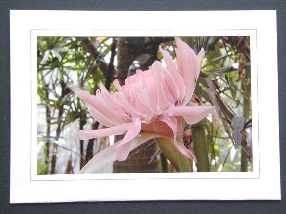 Thai Flower