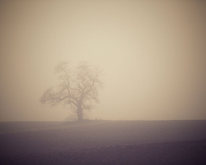 Tree in Fog - Landscape Photography - Nature Art Prints - Tree Wall Art - Classic Home Décor