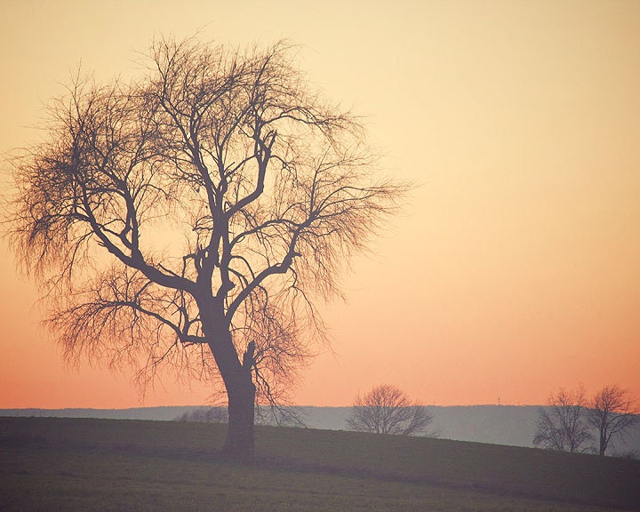 Tree at Sunset - Landscape Photography - Nature Art Prints - Tree Wall Art - Classic Home Décor