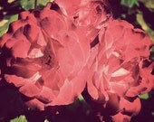 Fine art photography, Paris photograph, 8x10 roses print, French garden, red spring flowers - Stop and Smell the Roses
