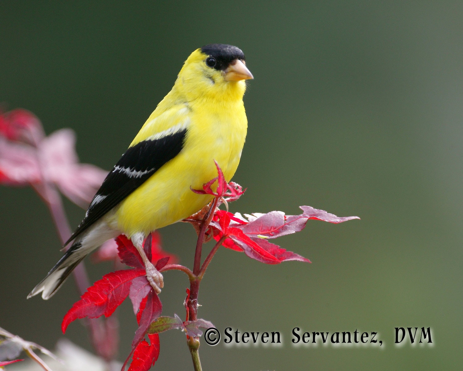 male goldfinch