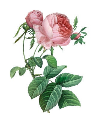 Roses Bouquet Victorian Antique Digital Image Download Transfer Pillows Tote Bags Towels Burlap Iron T-Shirt No. 0067