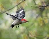 The Art of Staying Aloft No.18  Red-bellied Woodpecker (Pheucticus ludovicianus)