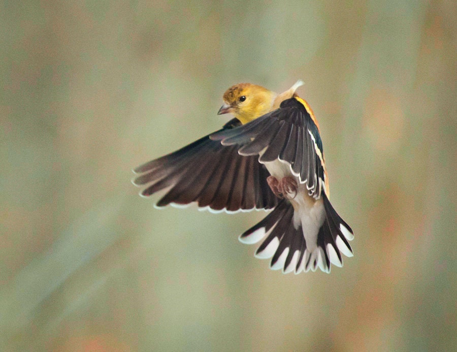 The Art of Staying Aloft No. 13 American Goldfinch (Carduelis tristis)