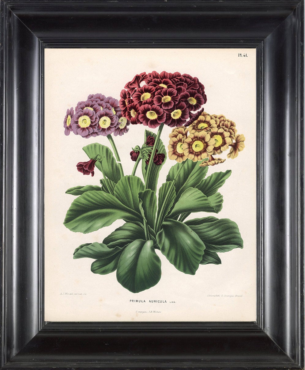 BOTANICAL PRINT WITTE 8x10 Botanical Art Print 9 Bear's Ear Gorgeous Burgundy Pink Yellow Flower Plant Frameable Wall Art Decoration