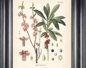 BOTANICAL PRINT Kohler 8x10 Botanical Art Print 4 Beautiful Paradise Plant Pink Wildflower Country Nature Plant to Frame Interior Design