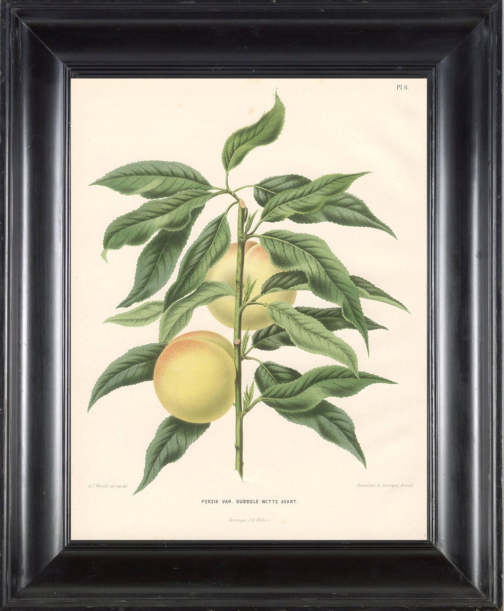 BOTANICAL PRINT Wendel 8x10 Botanical Art Print 1 Beautiful Peach Fruit Tree Branch Plant to Frame Interior Design
