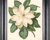 BOTANICAL PRINT Wendel 8x10 Botanical Art Print 11 Beautiful White Magnolia Flower Garden Plant to Frame Interior Decoration Room Design