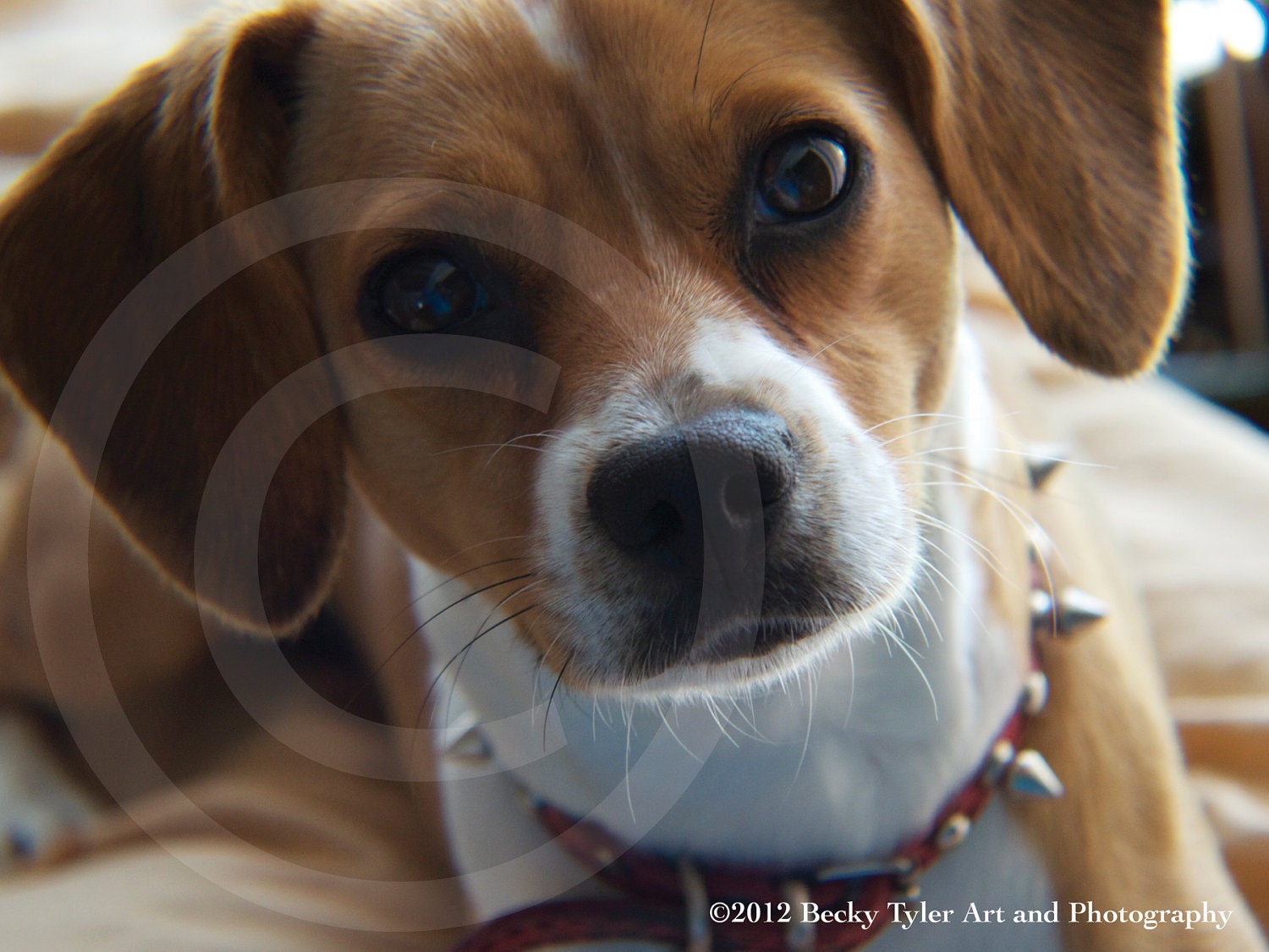 Beagle / Chihuahua Mix Portrait Photo Print by BeckyTylerArt