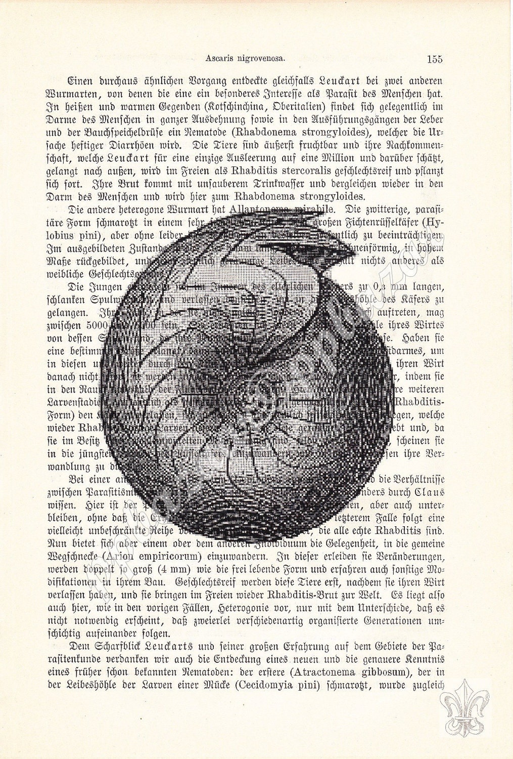 Elegant Carboniferous Shell Fossil of a Goniatites Sphaericus Vintage Art Print on Upcycled Antique Book Page