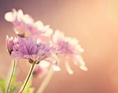 The Feeling of Summer - 12x18 Fine Art Photograph Print