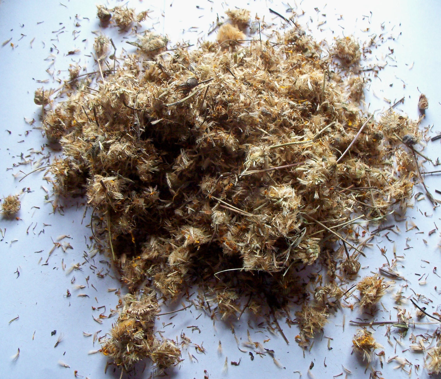 Arnica Flowers Wolfs Bane Arnica montana 1 OZ