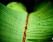 Banana Leaf - AceofTexasDesign