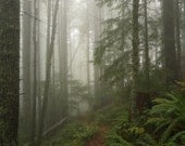 Forest Trail In Eerie Fog- Fine Art Photography- digital file, photo image- foggy trial, forest, trees forest decor