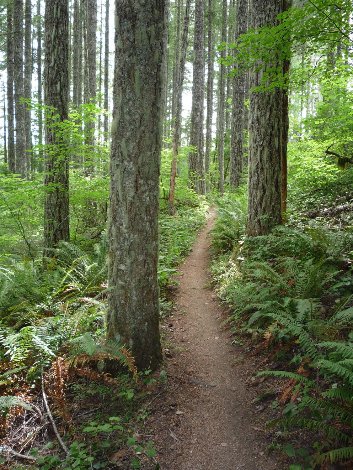 Trail In The Forest- Fine Art Photography-digital file, photo image for printing, framing, note cards, etc.