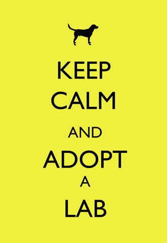 Items similar to Keep Calm and Adopt Labrador Retriever 8x10 modern dog