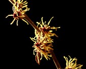 Japanese Witch Hazel Portrait Photograph: 8x10 Fine Art Photography Print