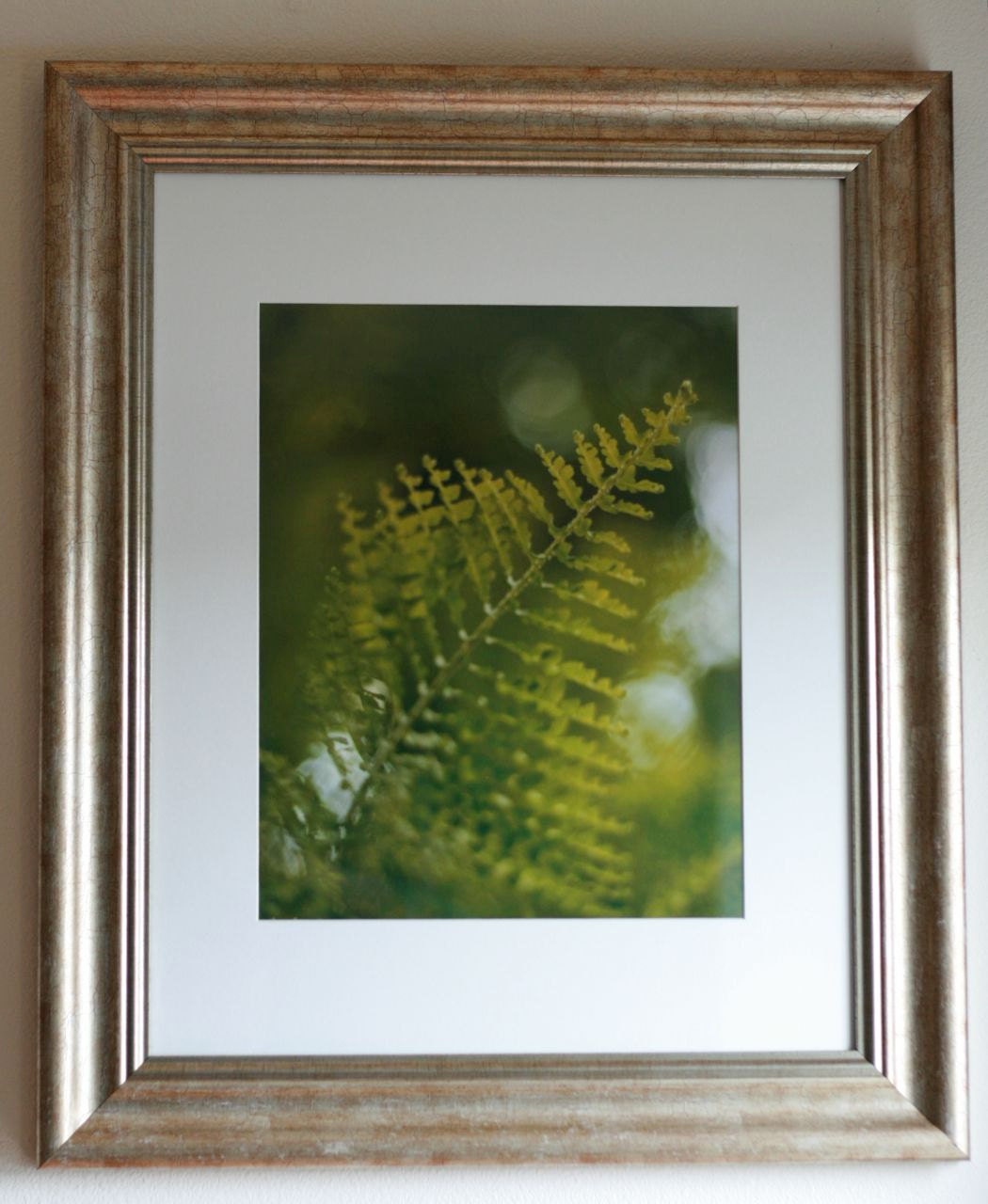 Fern Close Up: 11x14 Framed Print