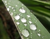 Spring Leaf with Rain Drops: 8x10 Fine Art Photography Print