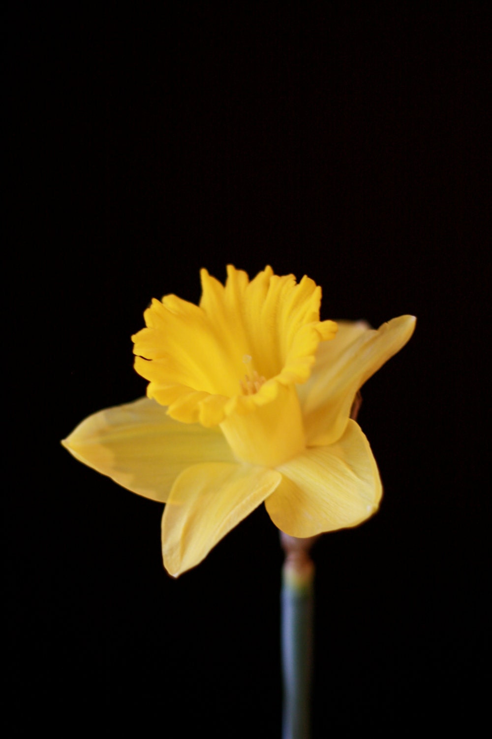 Daffodil Portrait Photograph: 8x10 Fine Art Photography Print