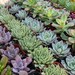 TWO (1) Wedding Succulent Samples, one 2" and one 2.5" succulents make awesome favors