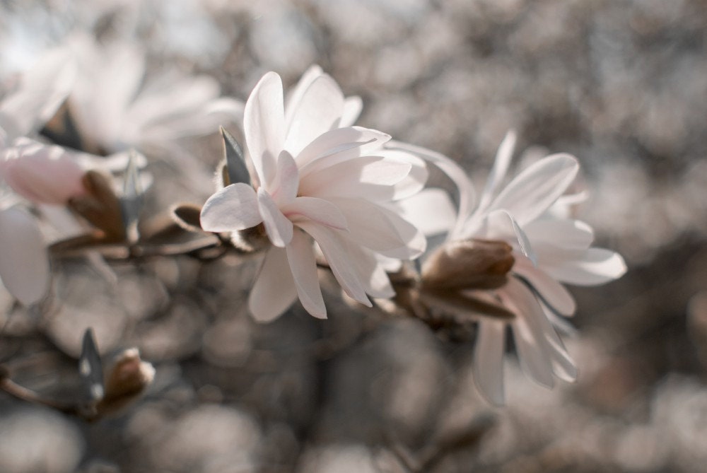 Magnolia Blossoms -Fine Art Photography- Archival paper 8x12