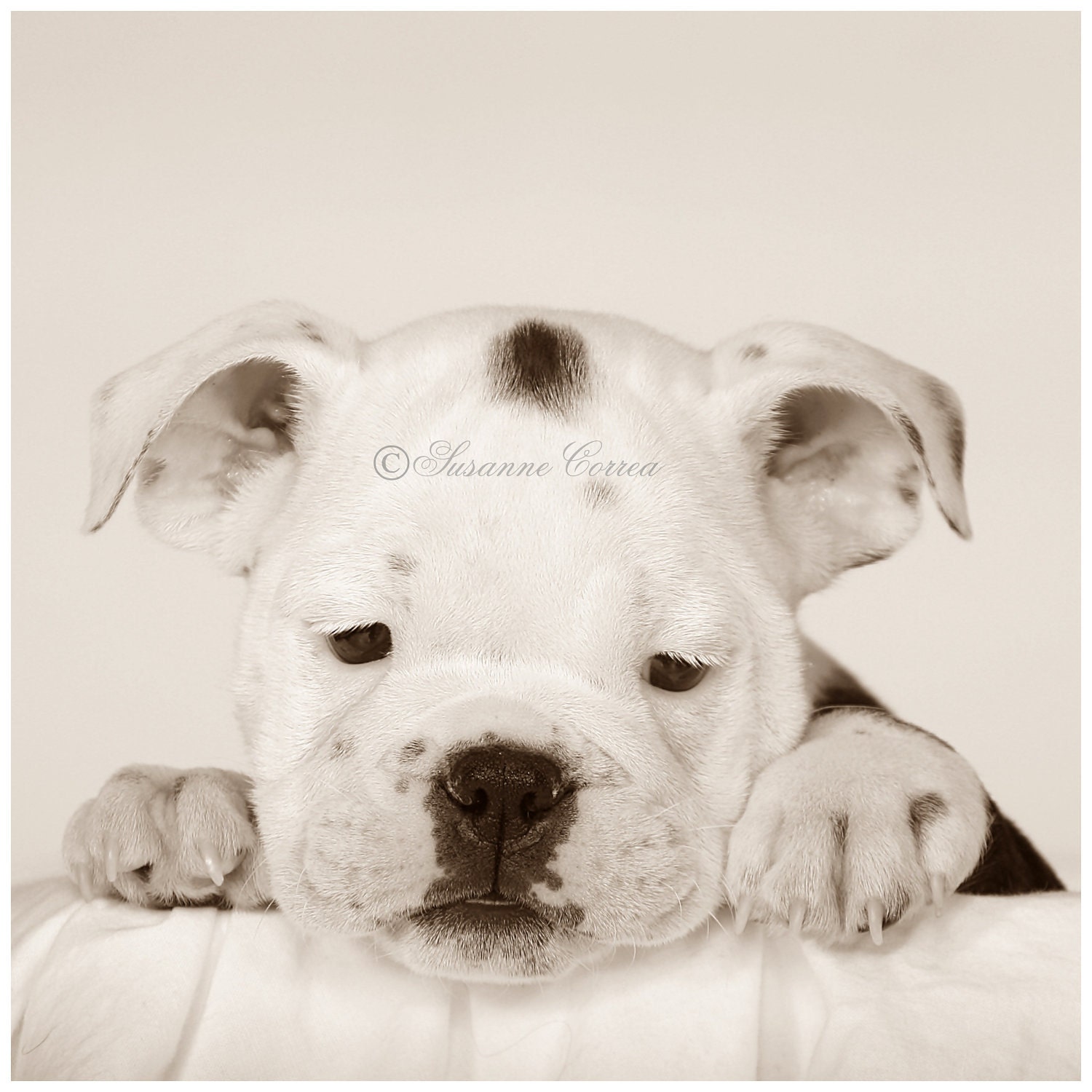 Bulldog, english bulldog, dog, bubbles, animals, pets, fine art photography, home decor, dog lover