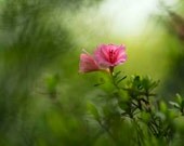 Fine Art Photography Print spring azalea flower pink green soft shades garden floral wall art home decor