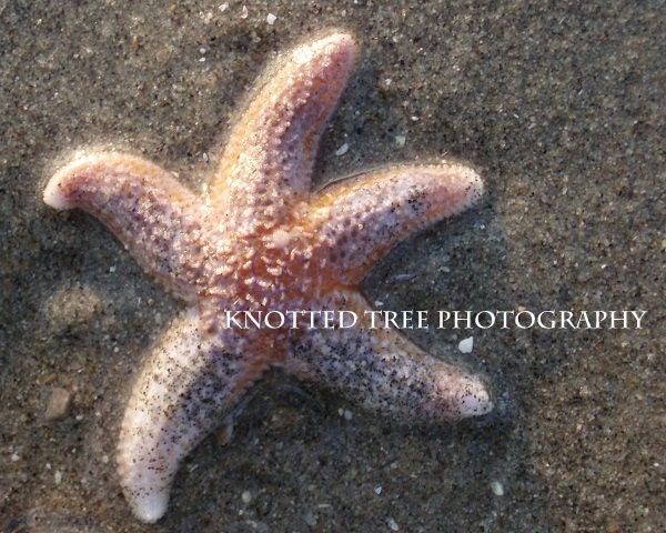 Fine Art Print 8x10 - Starfish