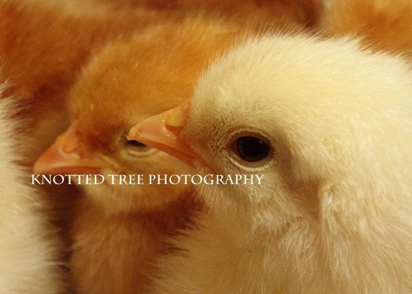 Fine Art Print 5x7 - Peep Peep