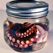Real Preserved Octopus Tentacle Wet Specimen Decor