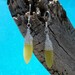 Wire wrapped yellow gemstone dangle earrings