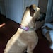 Large Hot Pink Martingale Dog Collar