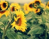 Sunflowers, Searching - flower, nature, yellow, country, summer -